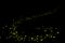 Firefly, lightning bugs on black background