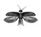 Firefly with open wings top view symmetrically