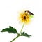 Firefly perching over flower isolate on white