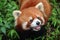 Firefox, the Red Panda in Chengdu, China