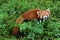 Firefox, the Red Panda in Chengdu, China