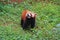 Firefox, the Red Panda in Chengdu, China