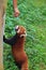 Firefox, the Red Panda in Chengdu, China