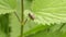 Fireman beetle on a leaf