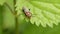 Fireman beetle sitting on a leaf