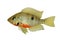 Firemouth cichlid Aquarium fish Thorichthys meeki