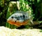 Firemouth Cichlid or Firemouth Meeki Fish, thorichthys meeki, Adult