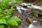 Fires Creek, Nantahala National Forest