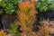 Firestick plant or Euphorbia Tirucalli tree in the garden