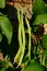 Firestorm runner beans, UK.