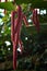 Firetail Acalypha hispida