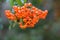 Firethorn berries orange in autumn