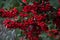 Firethorn berries red bush, evergreen shrub, pyracantha sp