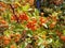 Firethorn closeup. Pyracantha coccinea plant