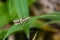Firethorn Leaf Miner (Phyllonorycter leucographella) micro moth