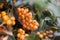 Firethorn (Pyracantha) berries clusters