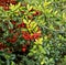 Firethorn pyracantha Bush