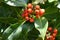 Firethorn or Pyracantha bush and berries 1