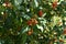 Firethorn or Pyracantha bush and berries 2