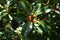 Firethorn or Pyracantha bush and berries 3