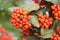 Firethorn Pyracantha coccinea berries in the fall season. pyracantha, bright beautiful decorative red berries on bushes