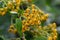 Firethorn Pyracantha coccinea Soleil d’Or, yellow berries