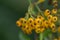 Firethorn Pyracantha coccinea Soleil d’Or, yellow berries in close-up