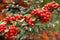 Firethorn or Pyracantha, decorative garden bush with bright red berries. Close up of Pyracantha red berries in autumn