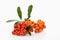 Firethorn, Pyracantha, with orange berries