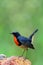 The Firethroat (Luscinia pectardens) David Orange-throated , the