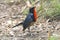 Firethroat Luscinia pectardens Male Beautiful Birds of Thailand