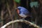 Firethroat Luscinia pectardens Male Beautiful Birds of Thailand