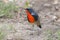 Firethroat Luscinia pectardens Male Birds of Thailand