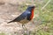 Firethroat Luscinia pectardens Male Birds of Thailand