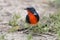 Firethroat Luscinia pectardens Male Birds of Thailand