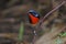 Firethroat Luscinia pectardens Male Cute Birds of Thailand