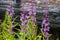 Fireweed against burnt tree