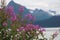 Fireweed in Bloom with Mountains in Background