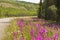 Fireweed blooming along highway