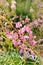 Fireweed, Blooming Sally, great willowherb is flowering plant with magenta pink flowers, healing herb