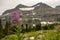 Fireweed Blooms In Alpine Meadow of Glacier