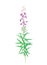 Fireweed blossom (Chamerion angustifolium)