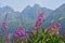 Fireweed blossoms and summer mountain landscape