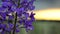 Fireweed in the breeze at sunset