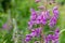 Fireweed chamaenerion angustifolium