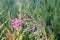 Fireweed (chamaererion(epilobium angustifolium).Element of the Flag of Yukon. 1. Branch with the flowers.