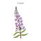 Fireweed. Chamerion angustifolium