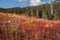 Fireweed on Clear-Cut - Mountains and Forests