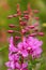 Fireweed Closeup in Full Bloom