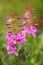 Fireweed Closeup in Full Bloom